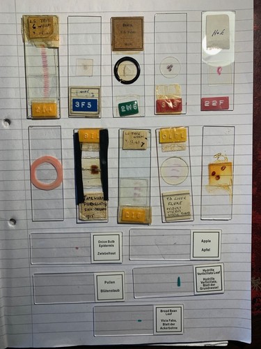 Prepared microscope slides - prepared,