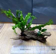 Java fern windelov anubias - fern,