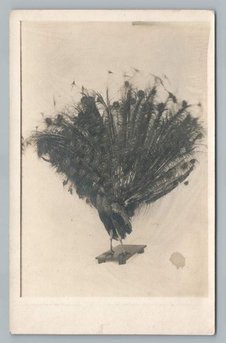 Peacock taxidermy advertising - peacock,