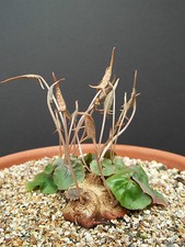 DORSTENIA BARNIMIANA @J@ rare