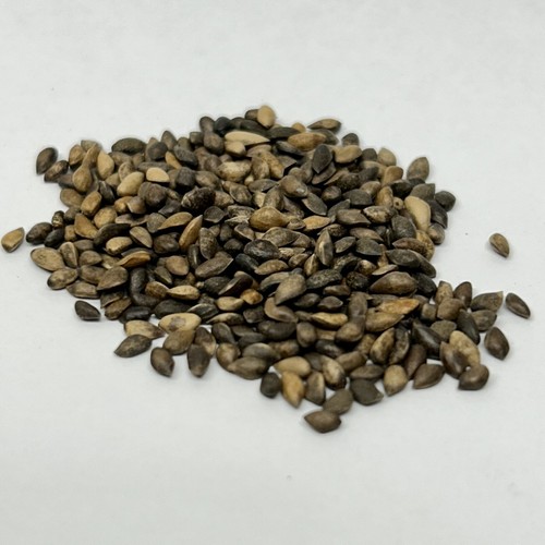 Scots pine bonsai - scots, seed