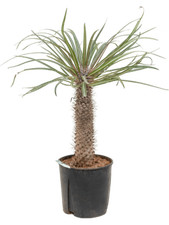 Pachypodium Geayi Elephant's Foot 20+ seeds | Madagascar Palm  Same Day Dispatch