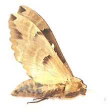 LEPIDOPTERA, SPHINGIDAE