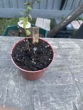 English Oak Sapling