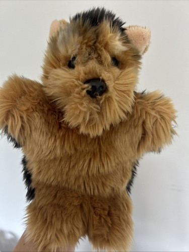 Yorkshire terrier dog hand - terrier,