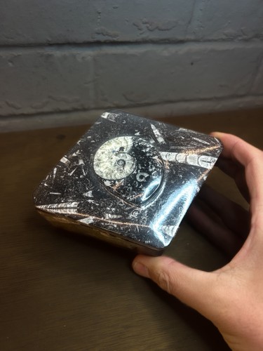 Orthoceras ammonite moroccan - ammonite,