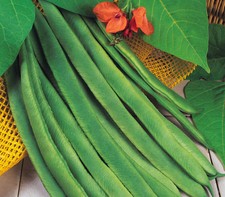 Vegetable - Runner Bean - Enorma - 40 Seeds  High Yield