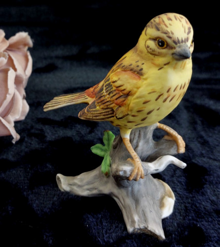 Mauri yellow hammer bird - yellow,