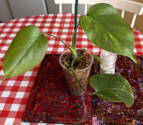 Monstera aurea leaf - monstera,