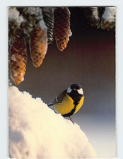 Postcard Great Tit Pine Cones