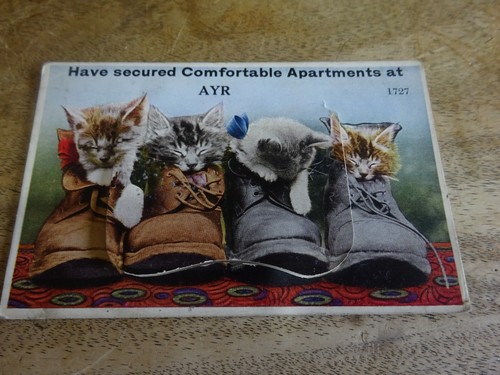 Ayr cats comfortable - ayr,