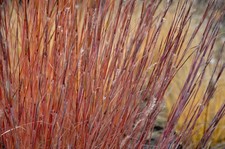 Stipa arundinacea – 100