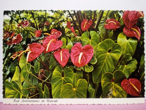Red anthuriums hawaii - in,