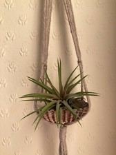 Small macramé shell air plant