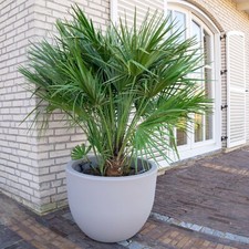 Chamaerops Humilis European