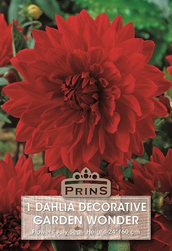Dahlia bulb tuber decorative - dahlia,