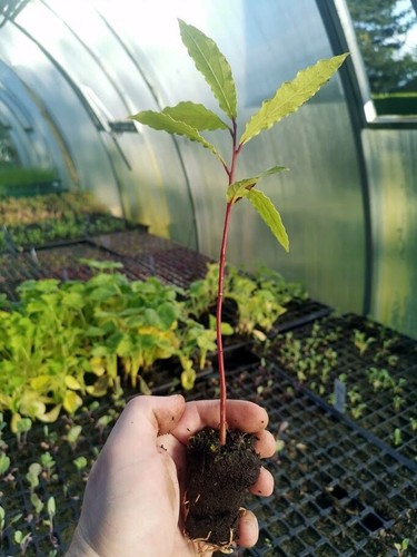 Laurus nobilis bay tree - laurus,