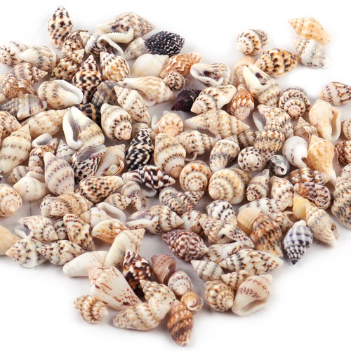100x small sea shells assorted - sea,