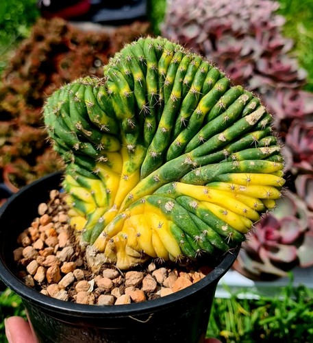 Echinopsis tcp crested - tcp,