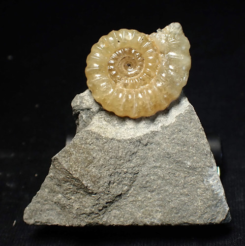 Calcite promicroceras ammonite - promicroceras,