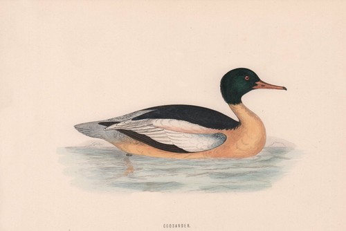 Goosander morris british - goosander.,