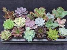 20 seeds MIXED Echeveria Seeds