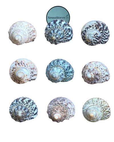 Mexican turbo sea shell - sea, beach