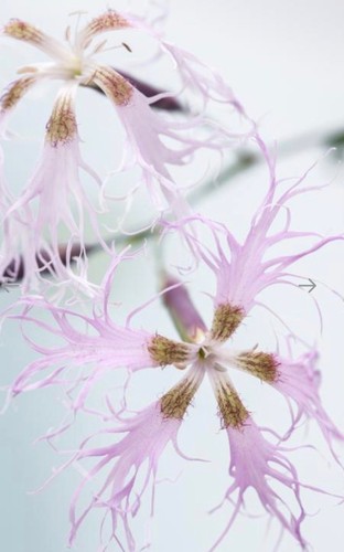 Dianthus superbus fringed - dianthus,