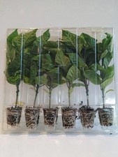 6 Carolina Reaper Chilli Plug