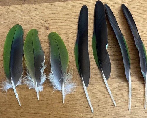 Genuine naturally molted - genuine,