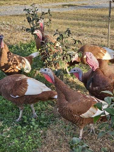 Bourbon red turkey - 6, hatching