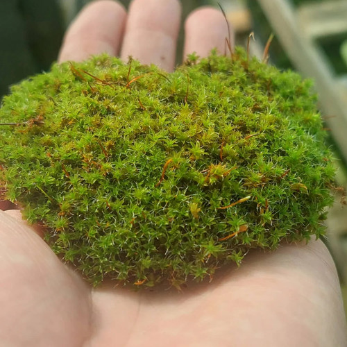 Live sphagnum moss - for, growing