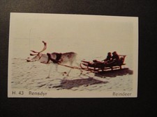 DANDY GUM WILD ANIMALS DANISH