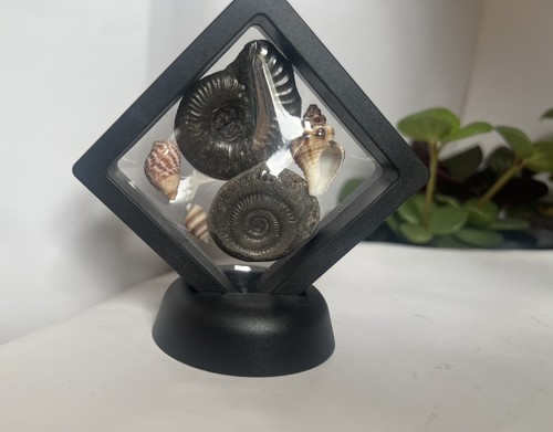 Ammonites and shells stand - and,