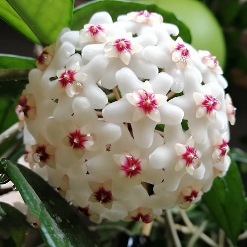 Hoya carnosa wax plant small - carnosa,