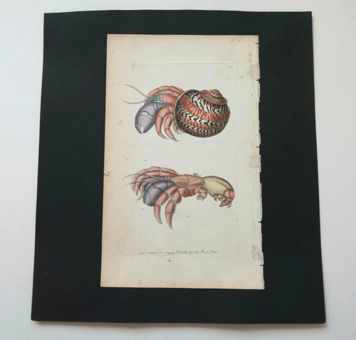 Shell diogene crab 160 - diogene, #160
