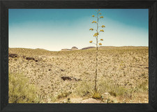 Century Plant in Arizona