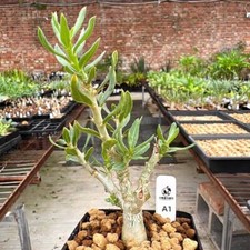 1cm 1/3/5pcs  Pachypodium bispinosum Random Own Root Feature