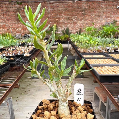 1cm 5pcs pachypodium - 1cm,