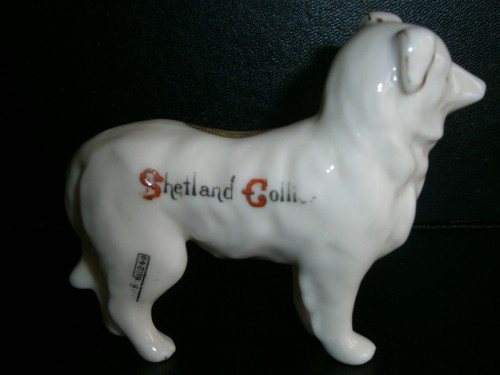 Crested china shetland collie - china,