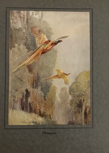 Pheasants book plate - pheasants,