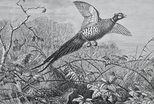 c1895 Antique Print CHINESE