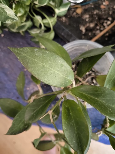 Hoya sunrise plant - hoya,