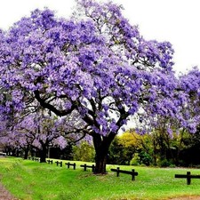 Empress tree seeds -