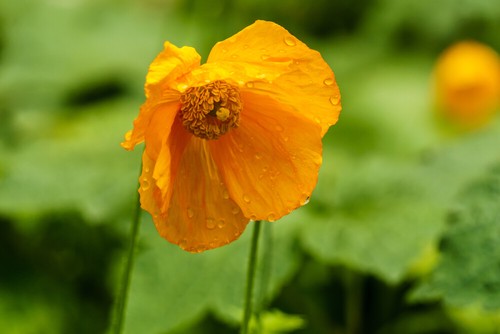 Meconopsis cambrica aurantiaca