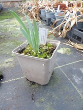 Galanthus Elwesii Barnes
