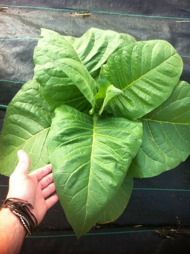 Amber leaf tobacco approx 200 - amber,