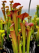 Sarracenia flava cuprea - flava, 03