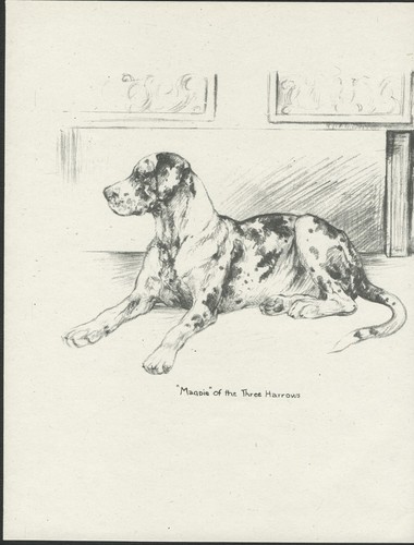 Great dane vintage 1937 dog - dane,