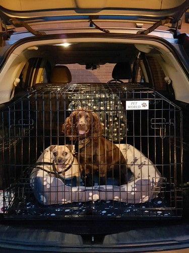 Pet world honda sloping - world,